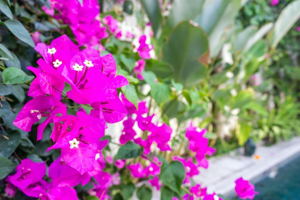 Villa Pippa Seminyak Pokój zdjęcie